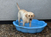 Beautiful 2 Year Old Female Labrador For 5* Home