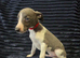 Beautiful Puppies Ready Now