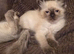 Ragdoll kittens pedigree