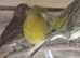Various birds x25