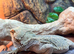 bearded dragon male 3yr old
