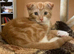Beautiful Scottish Folds and Scottish Straights