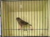 Mutation greenfinches