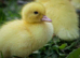 Ducklings / ducks for sale