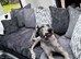 Stunning Blue Merle Great Dane Female KC Reg