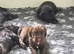 K C registered cocker spaniels for sale