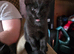 I have 3 black kittens 2 male 1 female