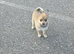 Pomchi puppies