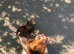 Age 3 Female Dog For Sale