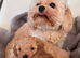 Cavapoochon Puppies