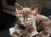 3 kittens need rehoming