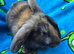 Ready Now Mini lop X Angora Bunnies