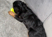 Adorable King Charles caverliers puppies