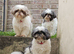 Bailey a proven kc registered family pet has hade 10 healthy puppies
