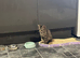 2 kittens for sale