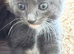 4 beautiful kittens