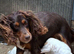 Orange Roan Girl Cocker Spaniel Puppy