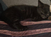 Adorable new kittens ready to home