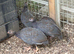 2 month old Keets