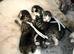 3/4 BSH kittens