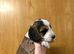 Cockapoo puppies