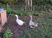 Two geese - male and female