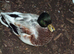 SILVER AND WHITE QUALITY CALL DUCK DRAKES