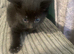Affectionate kittens