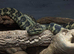 Carpet Python Jungle x Coastal