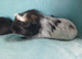 Pair of stunning boys boars needing a home