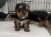 ️️Yorkshire terrier pure rehoming soon last Girl
