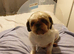 Shih-Tzu to Rehome