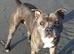 *STUD* Staffordshire bull terrier