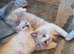Beautiful GCCF Registered Ragdoll Kittens.