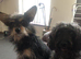 2 jackapoo/chipoo puppies