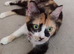 Short haired x maine coon kittens for sale