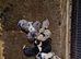 border collie puppies
