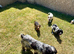 Cocker spaniel puppies