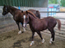 Registered Welsh Sec  C colt foal