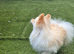 I am selling a Pomeranian
