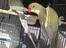 Pair of Ringnecks