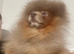 Lilac and Tan Pomeranian stud