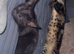 2 male kittens free to good home!