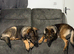 German Shepherd puppies for sale (Girls and boys)
