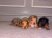 Miniature Rainbow Jack pups for sale