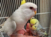 super silly hand tamed baby budgies