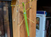 Stick Insects - Eurycantha horrida & Necroscia annulipes