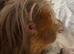 Peruvian boar red/lilac 4 mths old