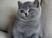 Gccf kittens available