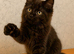 Gorgeous Smokey Maine Coon Kitten